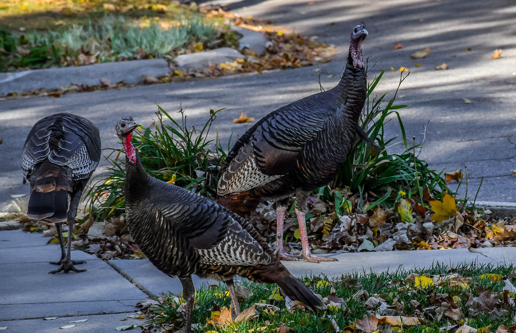 Turkeys